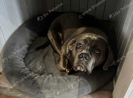 Female cane corso