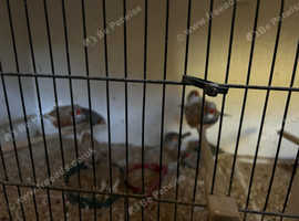 4 finches