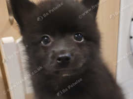 F1b Pomsky Pomeranian x husky