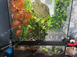 Crested Gecko and Vivarium For Sale