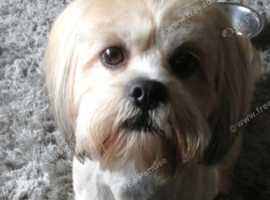 Lhasa apsos boy 7 years old