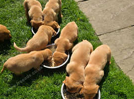 Beautiful Fox Red KC Reg Labrador Puppies