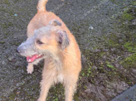 Bedlington terrier greyhound Cross lurcher