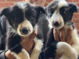 BEAUTIFUL COLLIE PUPPIES FOR SALE !