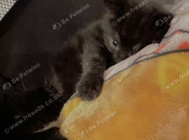 Kittens ready soon