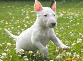 3outstanding Bullterrier males