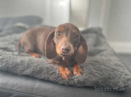 Gorgeous miniature dachshund little short haired girl