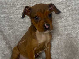 Staffordshire bull terrier puppies