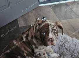 Olde English Bulldog Female