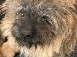 Beautiful girl Cairn