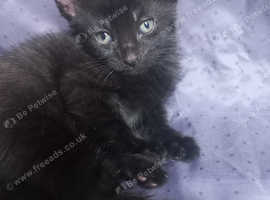 Kittens are looking for a good home