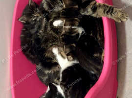 Beautiful bengal x kittens