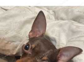 Russian toy Terriere 2 years old female
