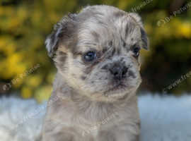 French Bulldogs Fluffys & Carriers