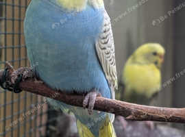 Young beautiful baby budgies for sale (cheap)