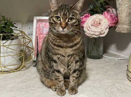 BOBTAIL FEMALE ADULT CAT - FREE