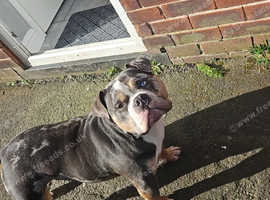 2 year 1 month pocket bully male