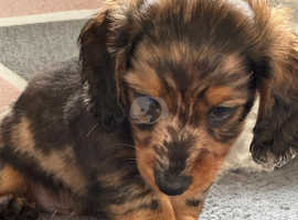 Adorable Long Haired Miniature Dachshunds