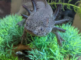 Axolotl in Leicester | Frogs and Amphibians - Freeads