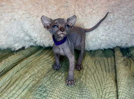 Five Sphynx Kittens For Sale