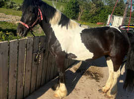 5 year old cob