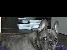 French Bulldog 7 years old girl to rehome