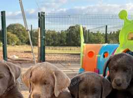 Gorgeous Labrador Puppies with Amazing Temperaments - Reserve Yours Today