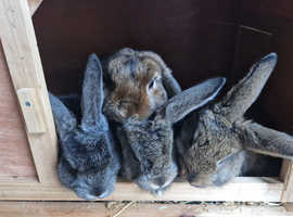 Beautiful buns looking for their new homes x
