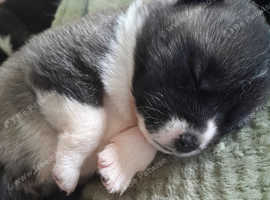 American akita puppies