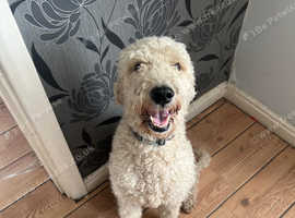 4 year old Double doodle for sale