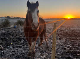 Welsh x cob brood mare