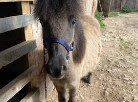 ***Beautiful Dun Yearling Colt For Sale***