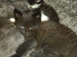 Cute kittens