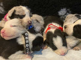 Beautiful Blue Merle Border Collie Puppies