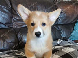 Beautiful puppies