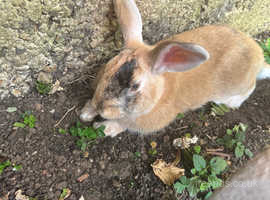 Beautiful rabbit boy need a new home