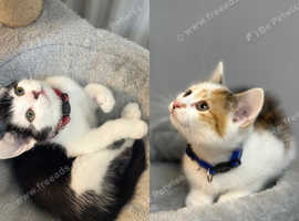 Female kittens ready to go