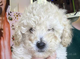 Toy poodle pups for sale