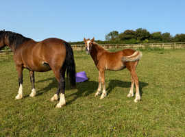 Section d colt foal