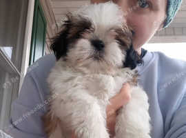 Two gorgeous puppies (only 2 available)