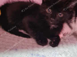 kittens 8 weeks old