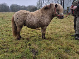American Miniature Pony Stallion EUSAM