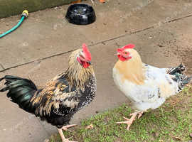 Cockerel free to a loving home
