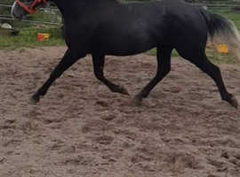 Irish sports horse type grey gelding