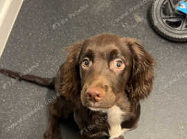 Sprocker spaniel