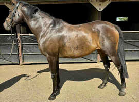 13yr old mare for sale