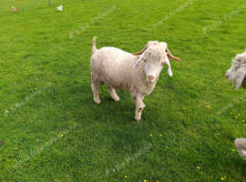 Pair of Pedigree proven Angora Bucks