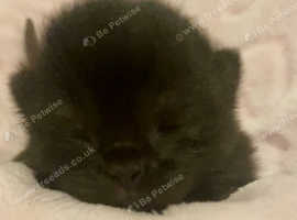 BEAUTIFUL BSH KITTENS  (RARE ALL BLACK KITTENS WITH BLACK NOSE AND PAW PADS)