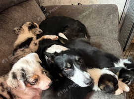3male border collie puppies