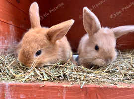 Beautiful baby bunnies